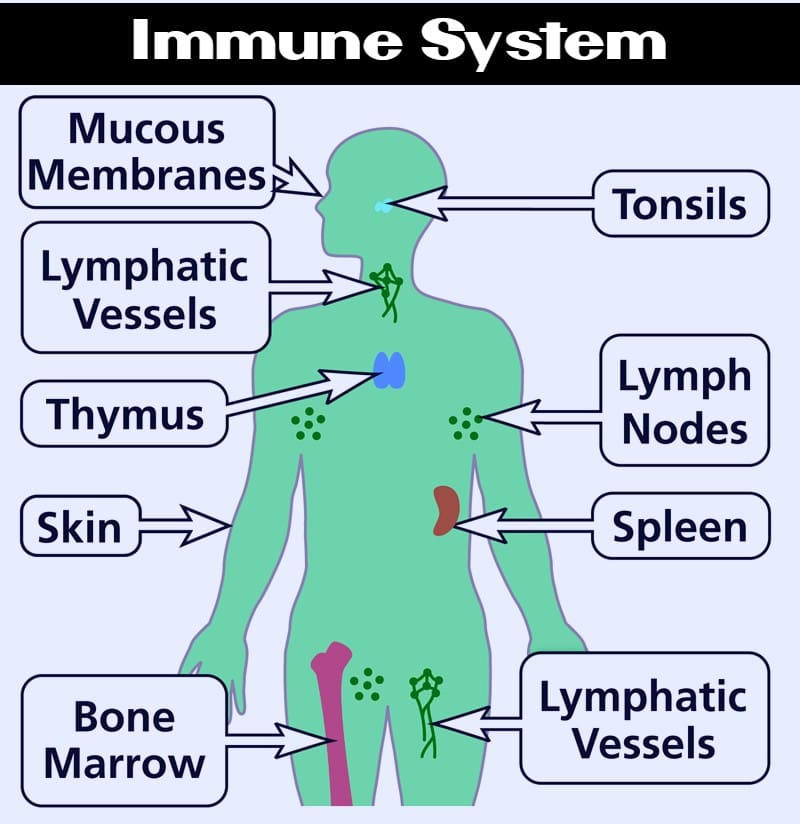 Human Body Anatomy Facts And Functions Knowledg Glow