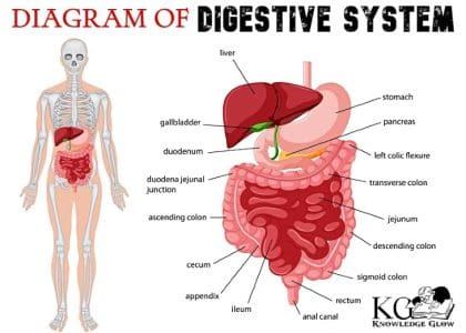 Diagram Of Digestive System