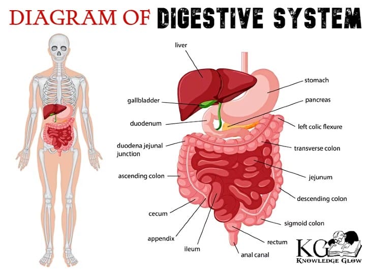 Diagram Of Digestive System