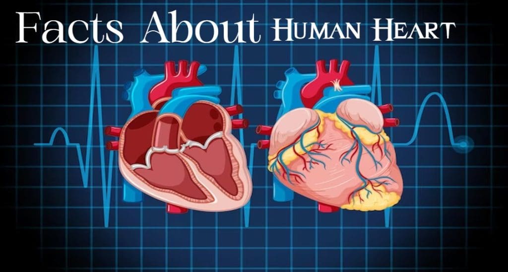 Facts about Human Heart