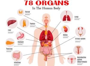 Organs In Body List What are the 78 Organs In The Human Body- List of Organs | Knowledge Glow