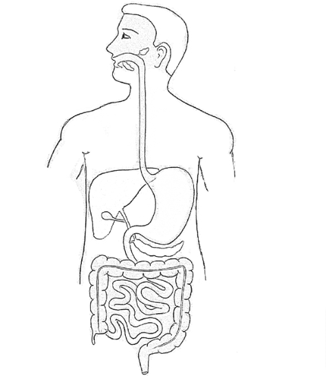how to draw digestive system