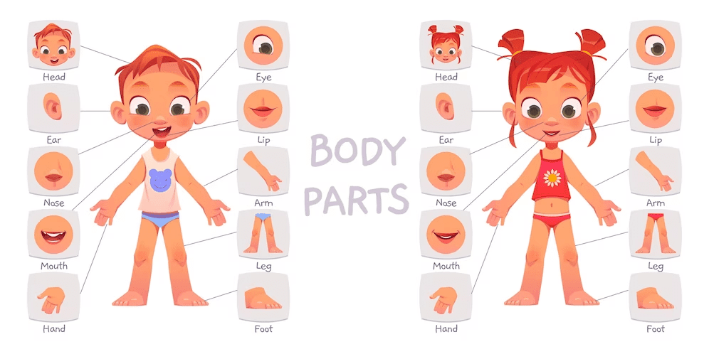 List of Human Body Parts