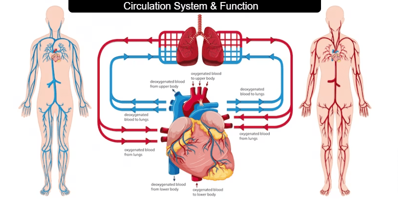 Types of Circulation