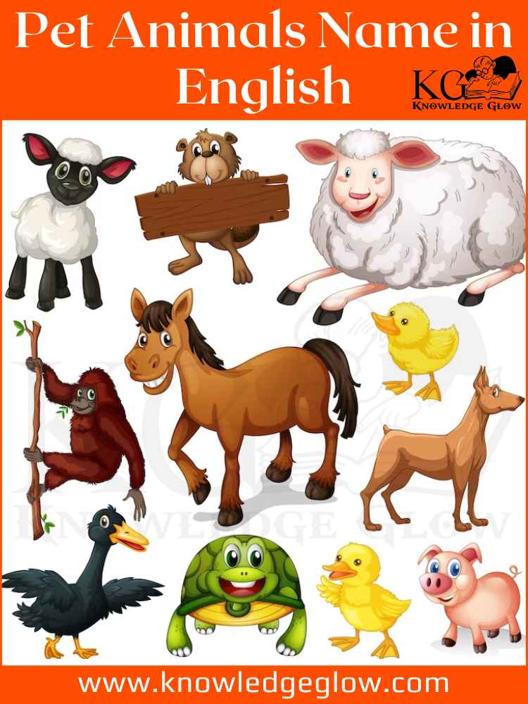Pet Animals Name in English