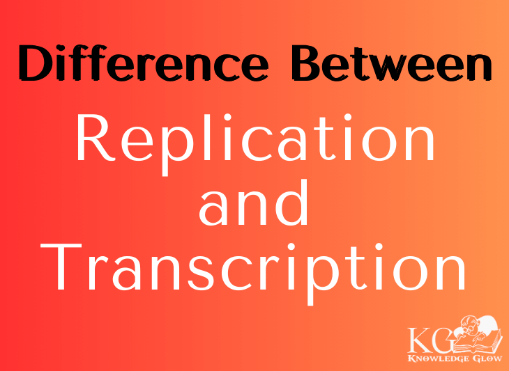 Replication and Transcription