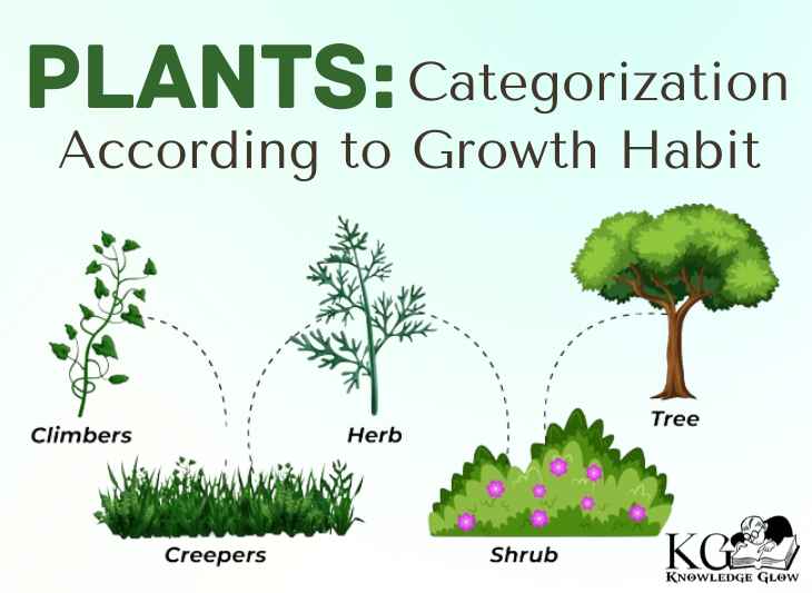 The Plants: Categorization According to Growth Habit